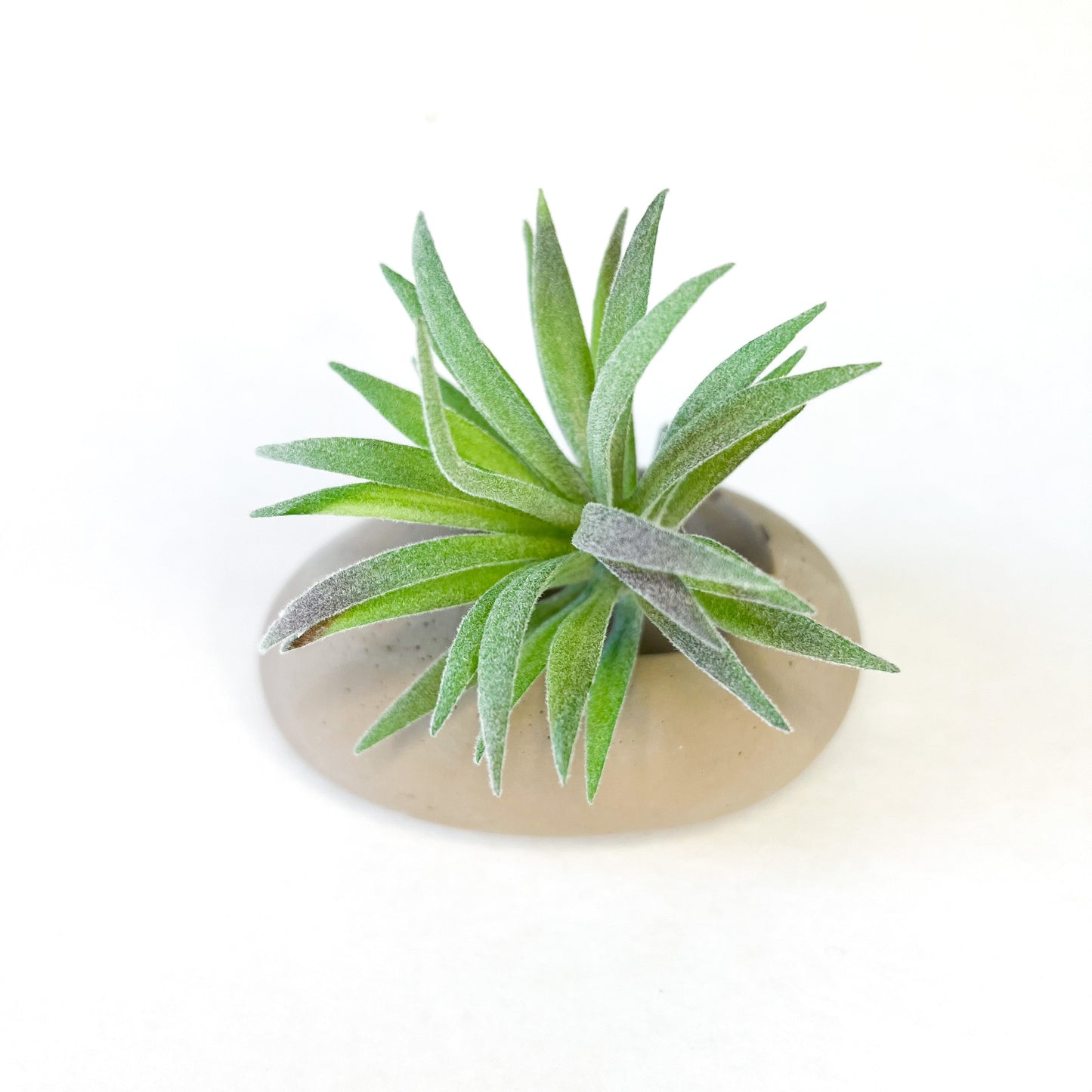 Concrete Pebble Planter - Velora Luxury Fashion