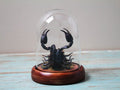 Scorpion in a Small Dome Wall Decor Real Taxidermy Wall Art Home Furniture Decoration Art Beautiful Hetereometreus Spinifer - Velora Luxury Fashion