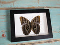 Owl Butterfly in a Frame - Velora Luxury Fashion