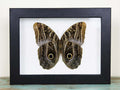 Owl Butterfly in a Frame - Velora Luxury Fashion
