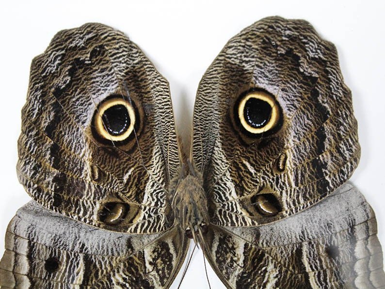Owl Butterfly in a Frame - Velora Luxury Fashion