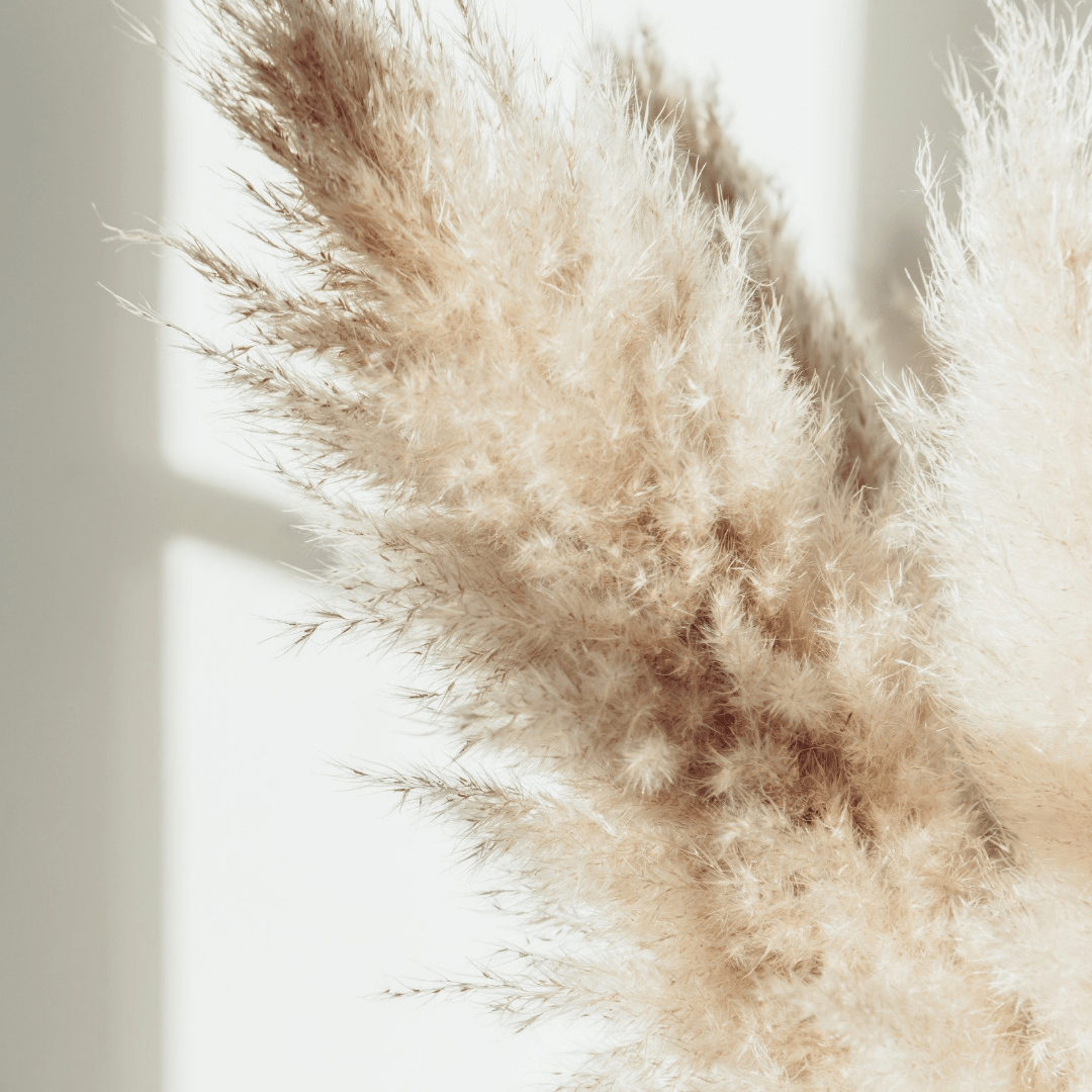Pampas Grass Cream - 3 Stems - Velora Luxury Fashion